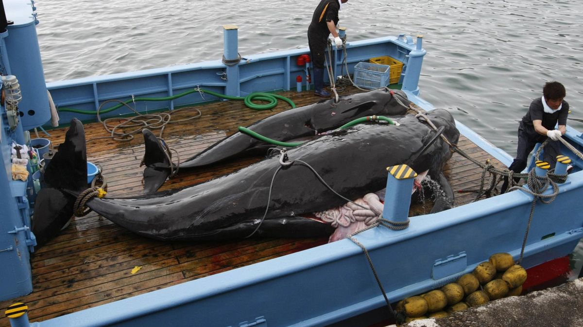 Japón no da marcha atrás y volverá a la caza de ballenas con fines comerciales