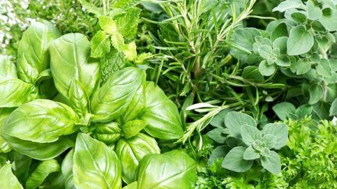 Ni romero ni salvia: la hierba aromática que te puede ayudar a controlar el colesterol y la presión arterial