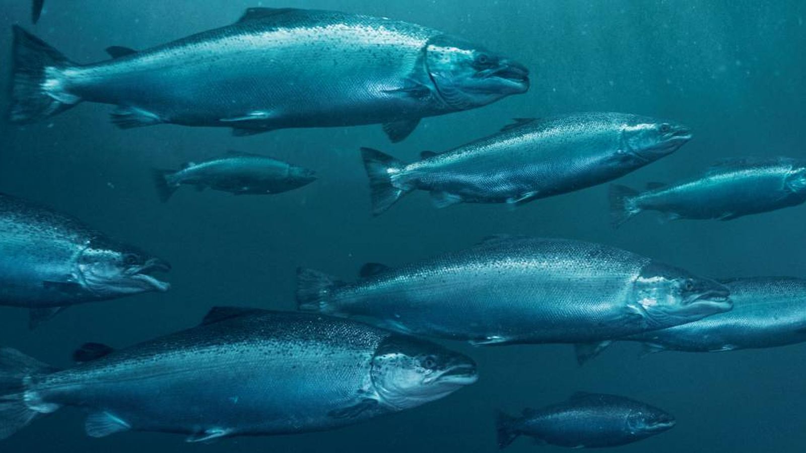 Foto: El consumo de pescado se ha reducido en 1,7 kilos en los últimos cuatro años. Fuente: NORGE