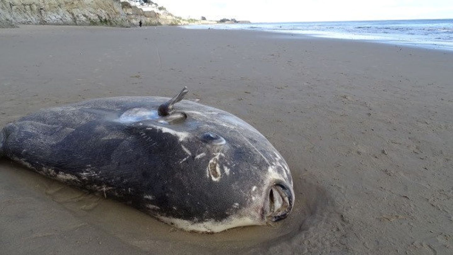 El pez luna, varado en las costas de California. (Reuters)