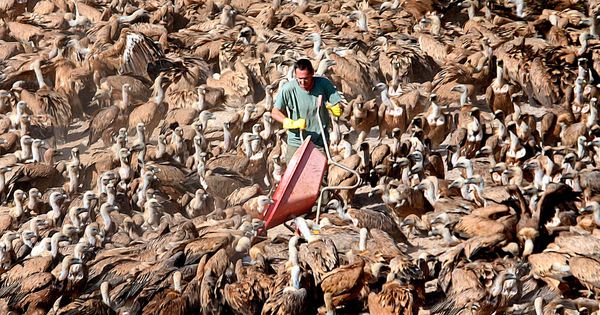 Foto: Buitreman descarga carroña rodeado por los cientos de buitres a los que alimenta cada día.