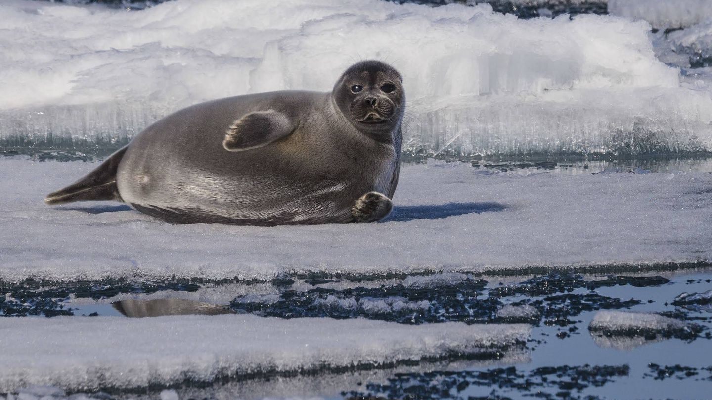 Una nerpa, la única especie de foca que habita en agua dulce. iStock