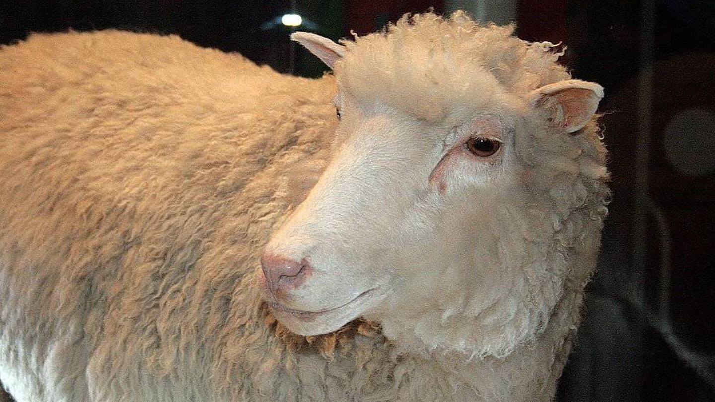 La oveja Dolly (Foto: Wikimedia Commons)
