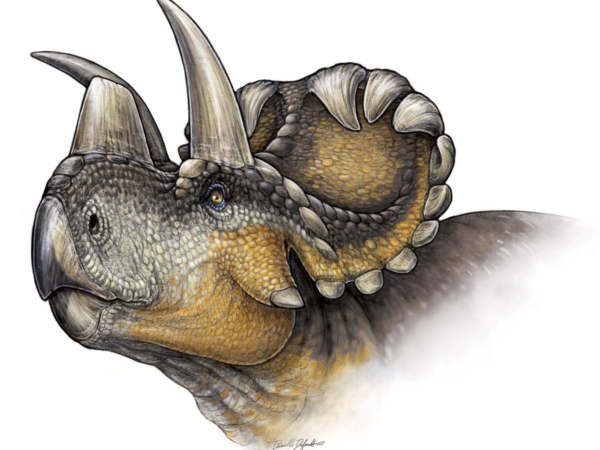 Foto: El Wendiceratops es una de las especies que, al igual que el Menefeeceratops, vivió al final del Cretácico (Reuters/Danielle Dufault)