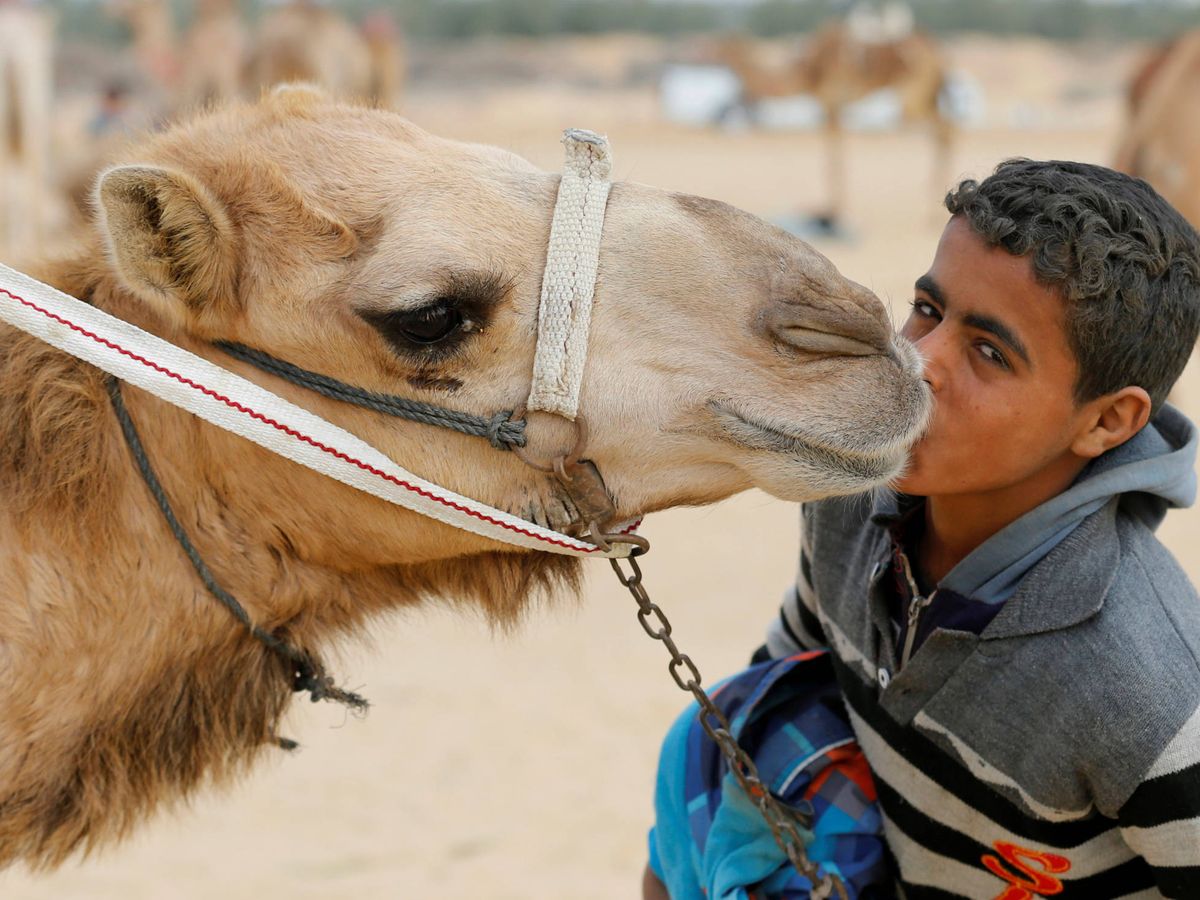 Foto: Un niño, junto a un dromedario. (Reuters)