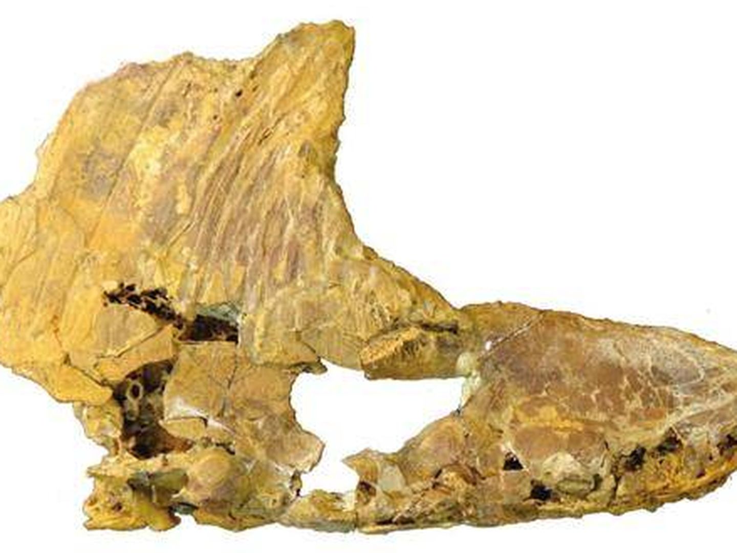 El resto del Iberodactylus Andreui encontrado en Teruel