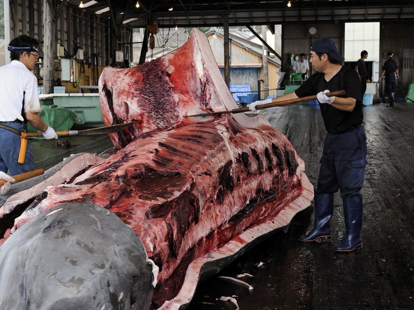Imagen de archivo datada el 30 de julio del 2009 de varios pescadores quitando la piel a una ballena en Wada Port, Japón. El Gobierno japonés ha decidido continuar con la caza de ballenas en el Pacífico Norte aunque recortará las capturas, a raíz de la sentencia de la Corte Internacional de Justicia (CIJ) que ordenó a este país detener esta actividad en la Antártida. (EFE)