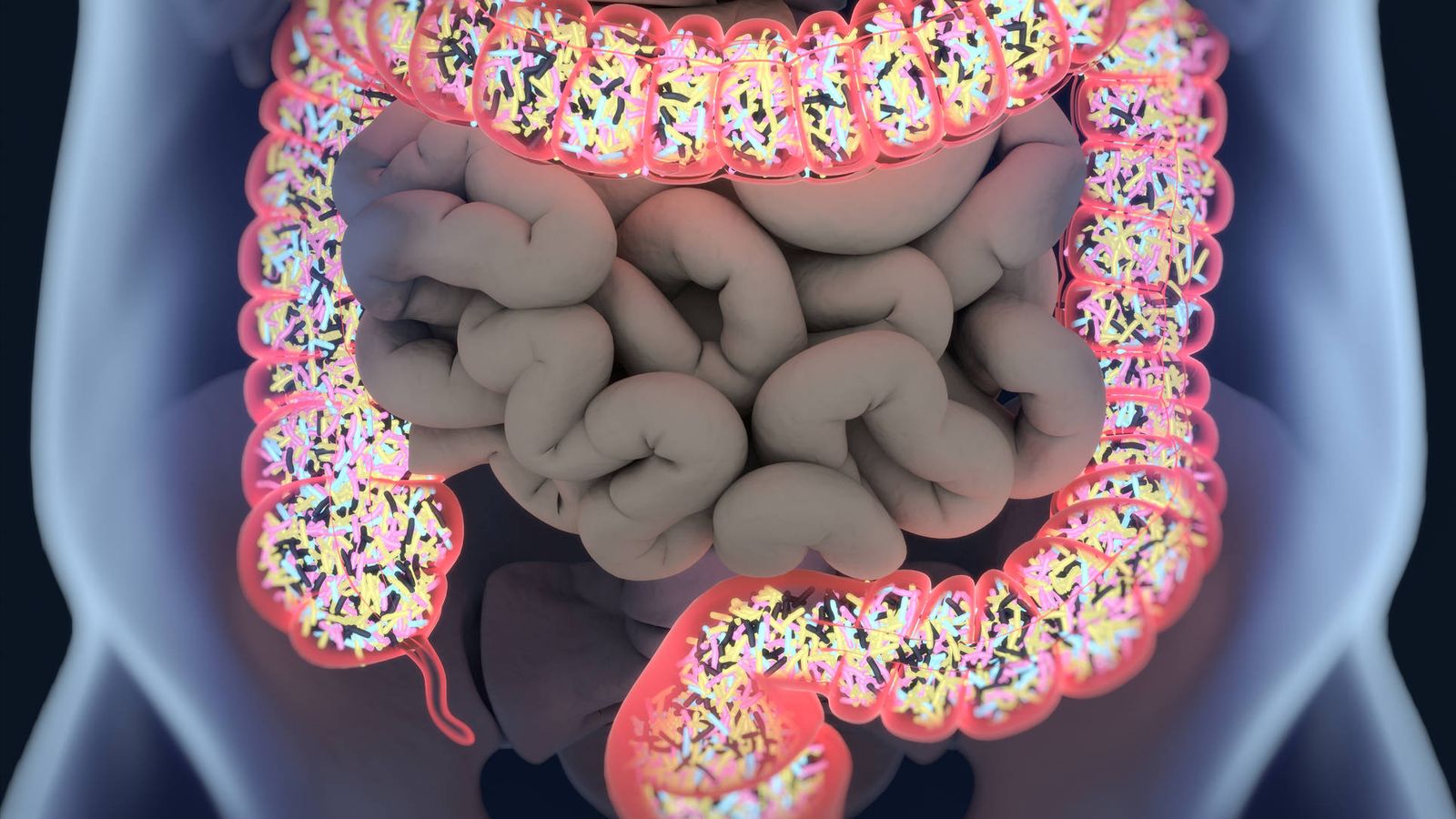 Foto: La microbiota intestinal. (iStock)