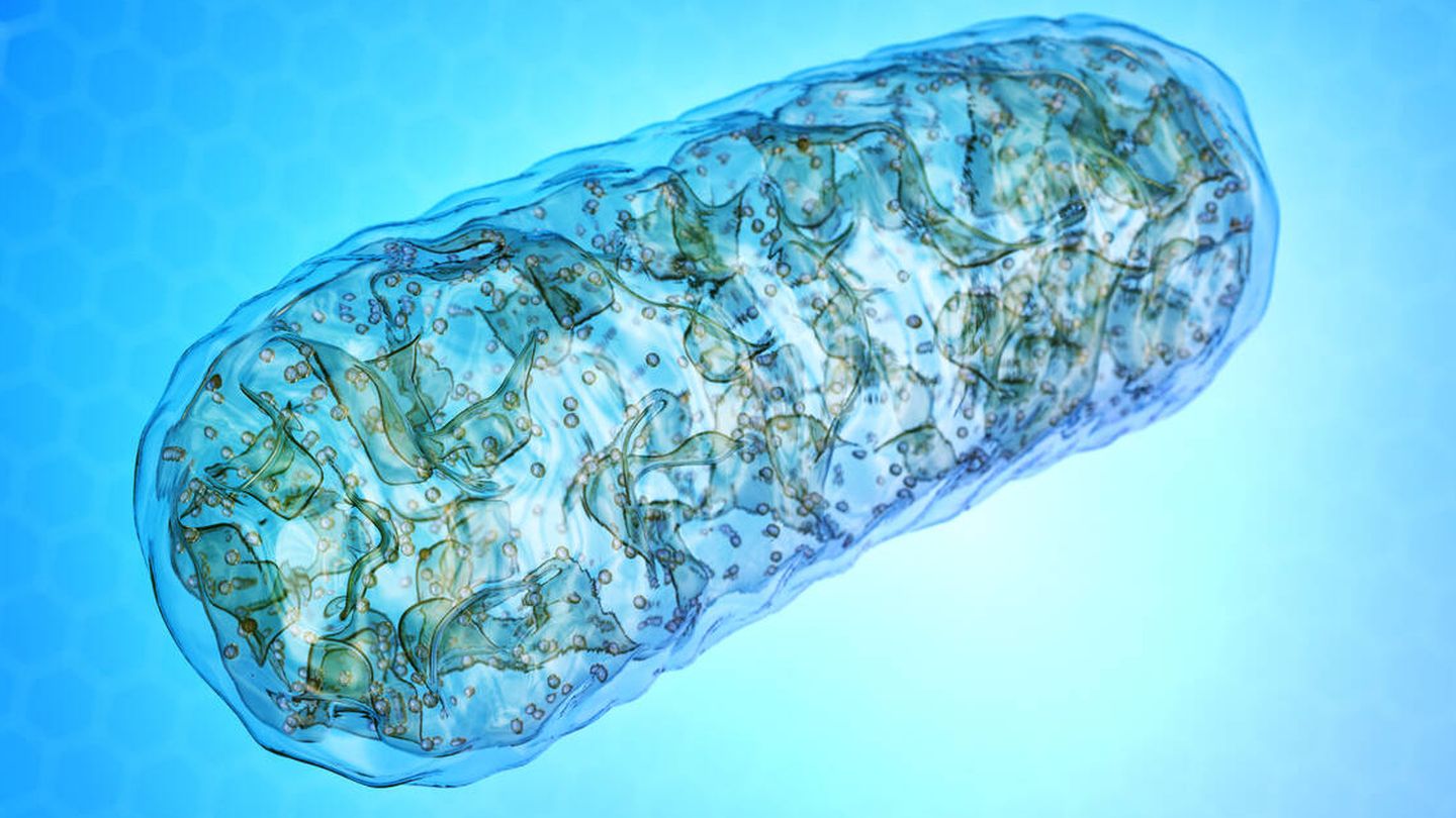 Ilustración tridimensional de una mitocondria. (iStock)