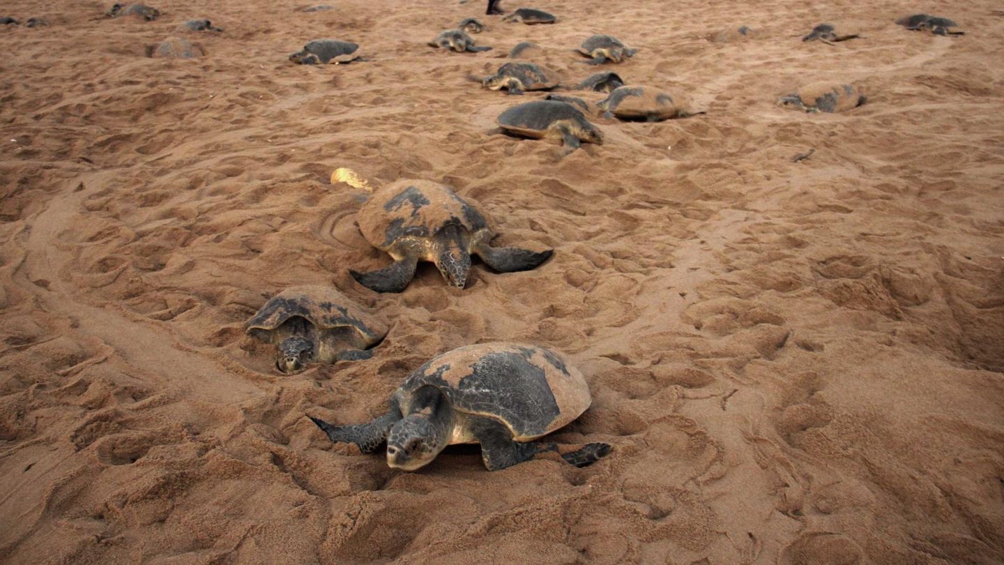 Las tortugas han vuelto a la playa de Versova (Reuters)