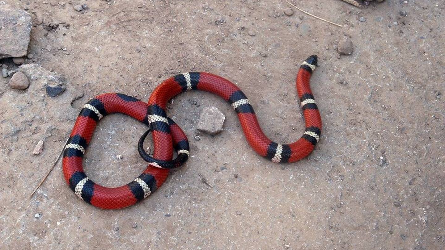 La falsa serpiente de coral también ha aparecido en la 'Ciudad del Dios Mono'. (Pixabay)