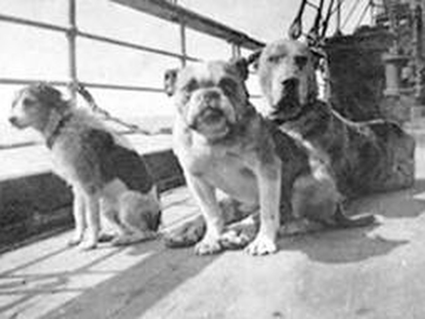 Perros a bordo del Titanic. Se supone que el gran danés en la parte trasera a la derecha es el perro de Ann Elizabeth Isham. (Crédito de la foto: Autor desconocido/ Wikimedia Commons/ Dominio público)