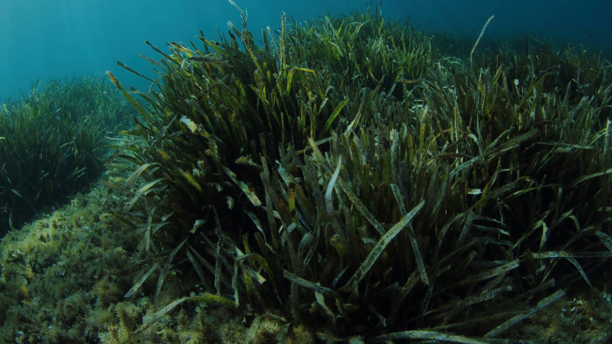 Unas plantas marinas quieren limpiar el Mediterráneo (pero nosotros no las dejamos)