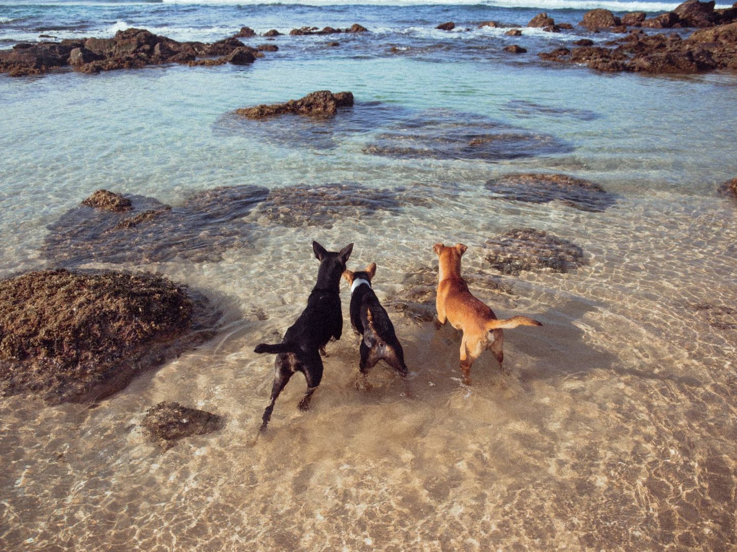 Playas para perros para tus vacaciones en España. (Klara Kulikova para Unsplash)