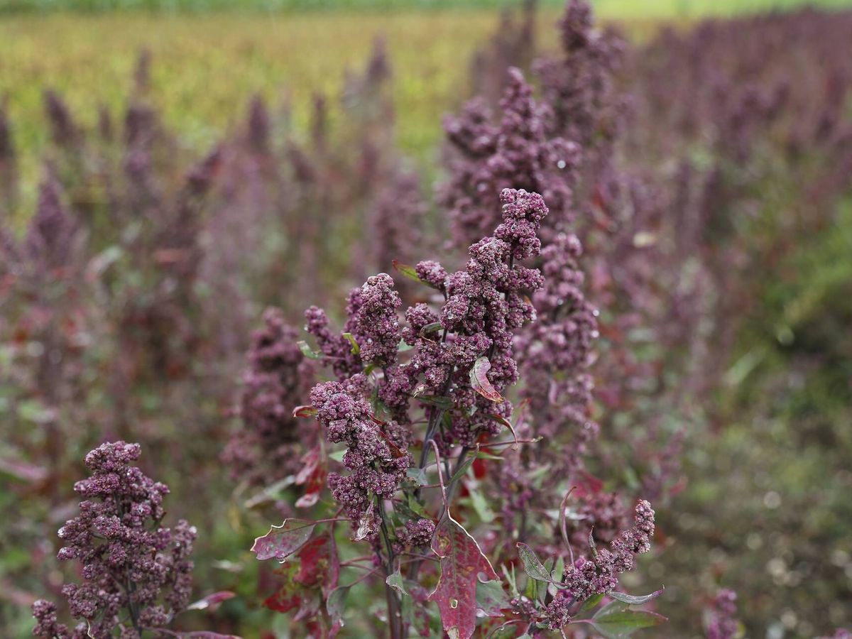 Foto: Plantación de quinoa. (Pixabay)