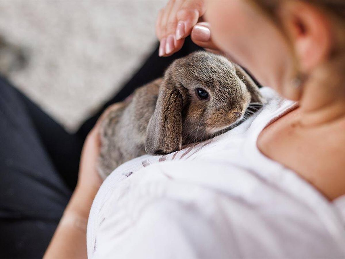 Foto: ¿Qué ocurre si tengo una mascota prohibida por la nueva Ley de Bienestar Animal? (iStock)