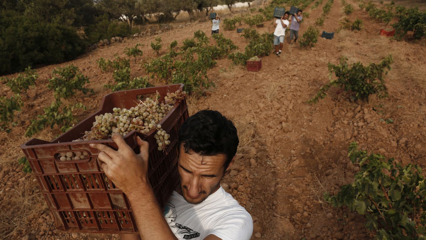 Agricultores recolectan uvas en Keratea, al este de Atenas (Reuters).