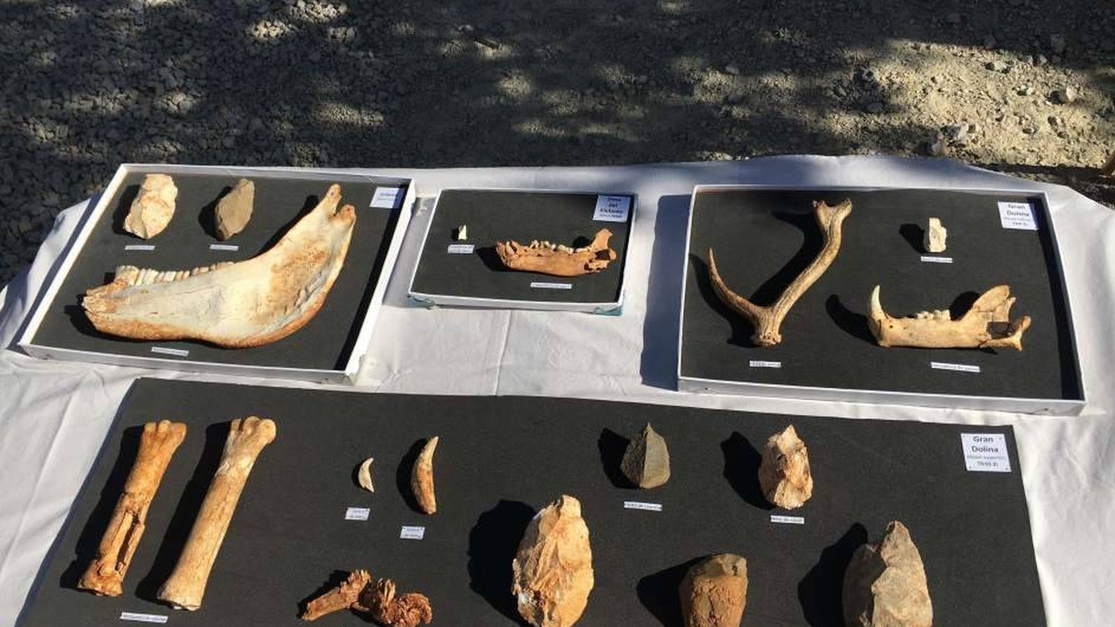 Foto: Fósiles encontrados en la campaña de excavaciones de Atapuerca. (Europa Press)