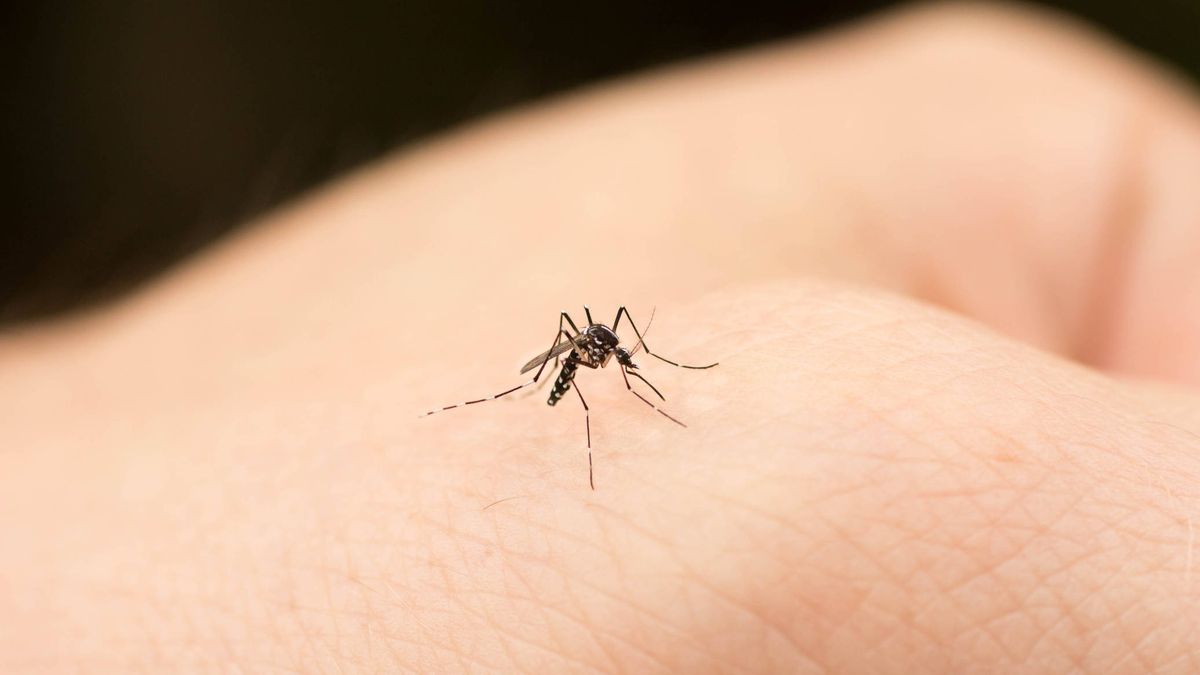 Por qué los mosquitos pican más a unas personas que a otras