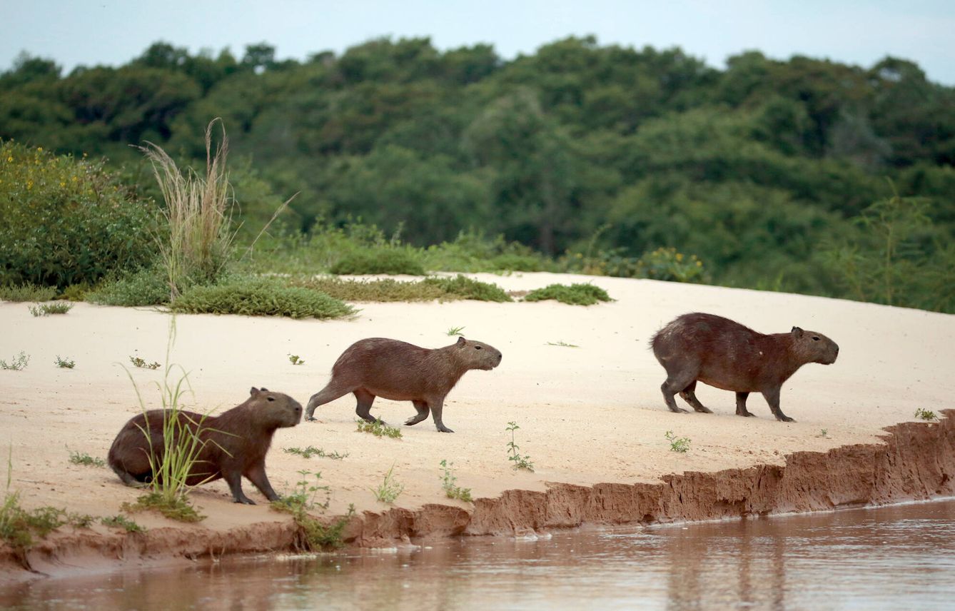 Capibaras en la orilla del río. (Andoni Canela)