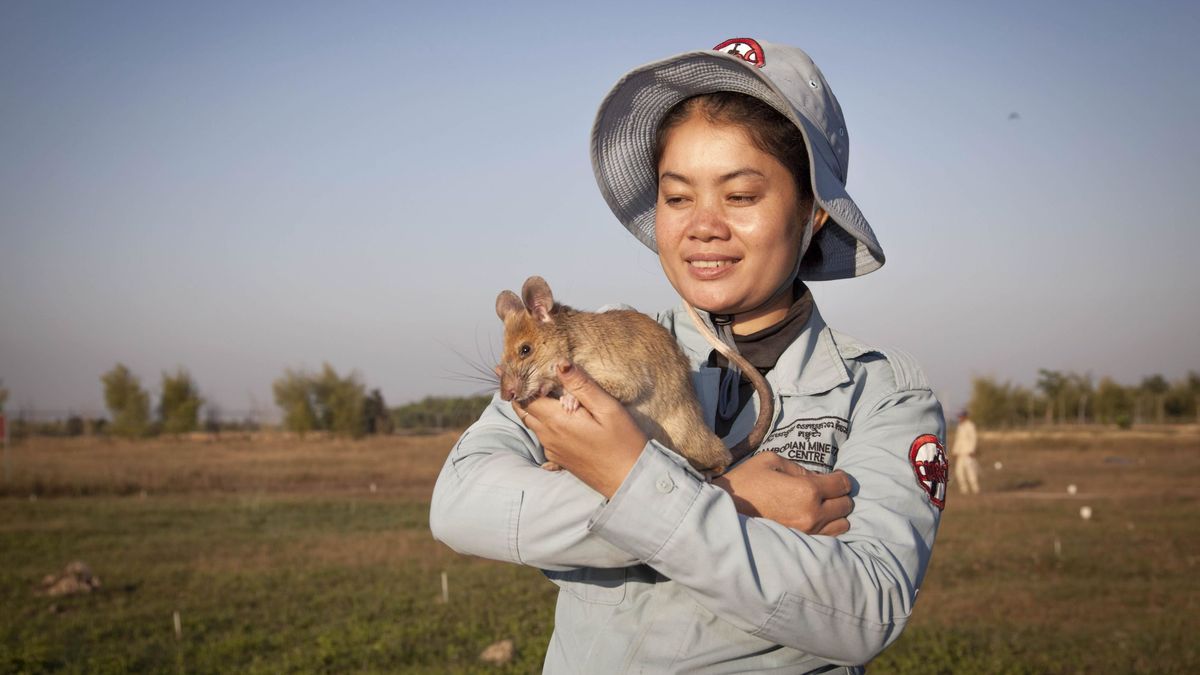Muere la rata 'buscaminas' más famosa de Camboya: encontró 100 minas con su olfato