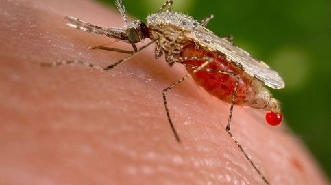 Cura de la malaria: hallan un compuesto que detiene el crecimiento del parásito