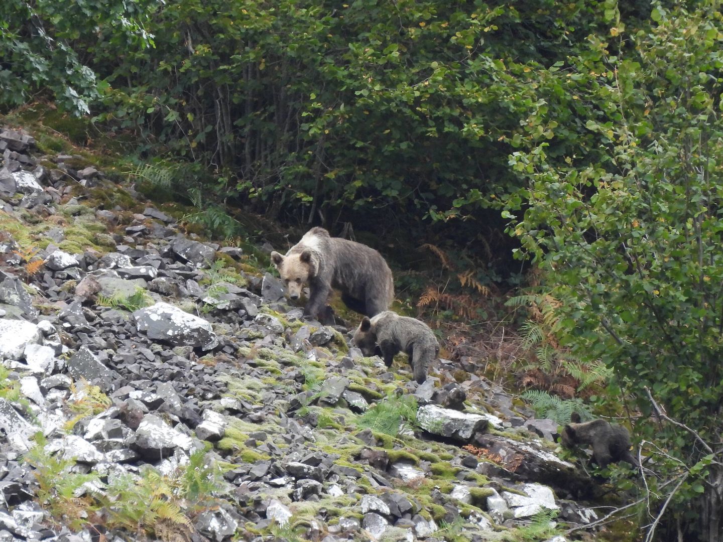 Los conservacionistas siguen encontrando cepos y trampas que ponen en riesgo a los osos. (Alfonso Polvorinos)