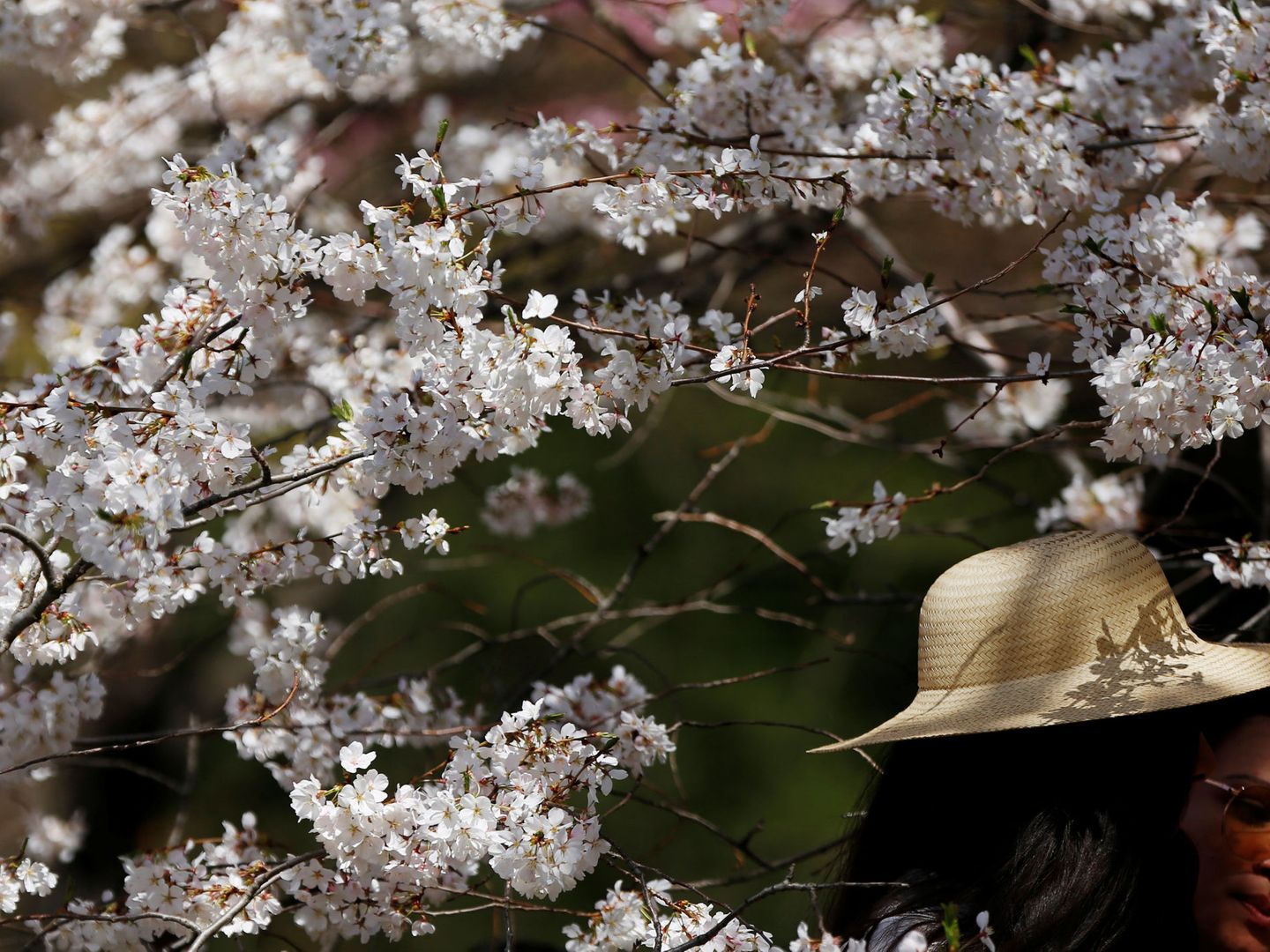 Cerezos en flor en Nueva York. (Reuters/Shannon Stapleton)