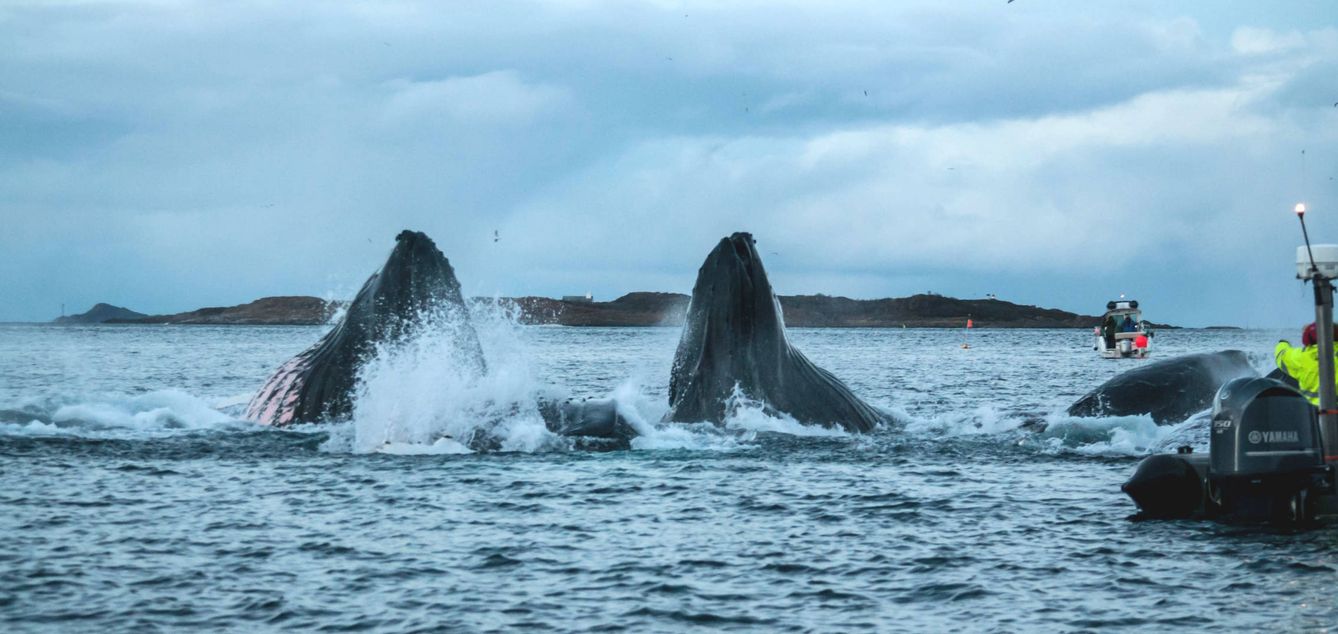 Las ballenas se acercan tanto a las barcas que casi se pueden tocar (Foto: Roberto Carlos López)