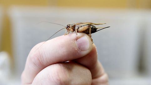 ¿Has visto este insecto en tu casa? Esto es lo que puede significar