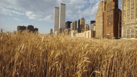 El verano en que Nueva York vio brotar un enorme campo de trigo bajo sus rascacielos