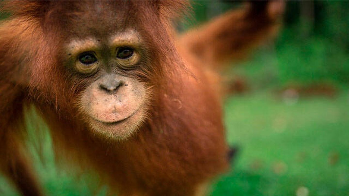 Orangután de Borneo (Borneo Orangutan Survival Foundation)