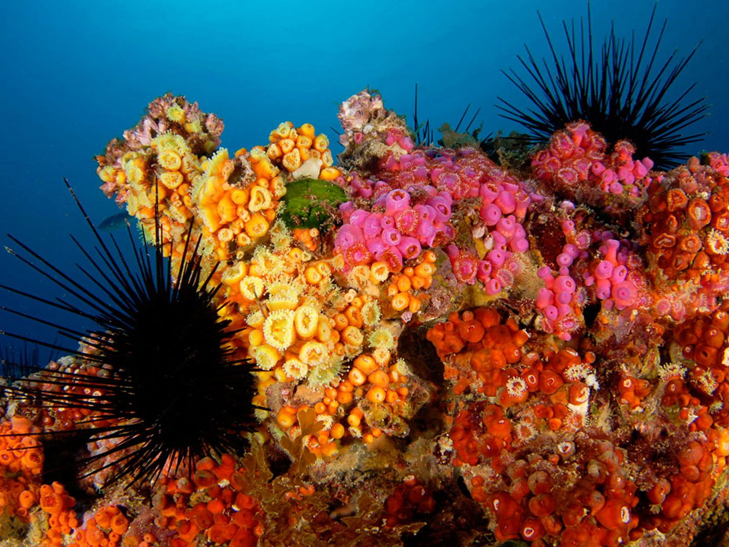 Los océanos acogen tres cuartas partes de la biodiversidad del planeta. (OCEANA)