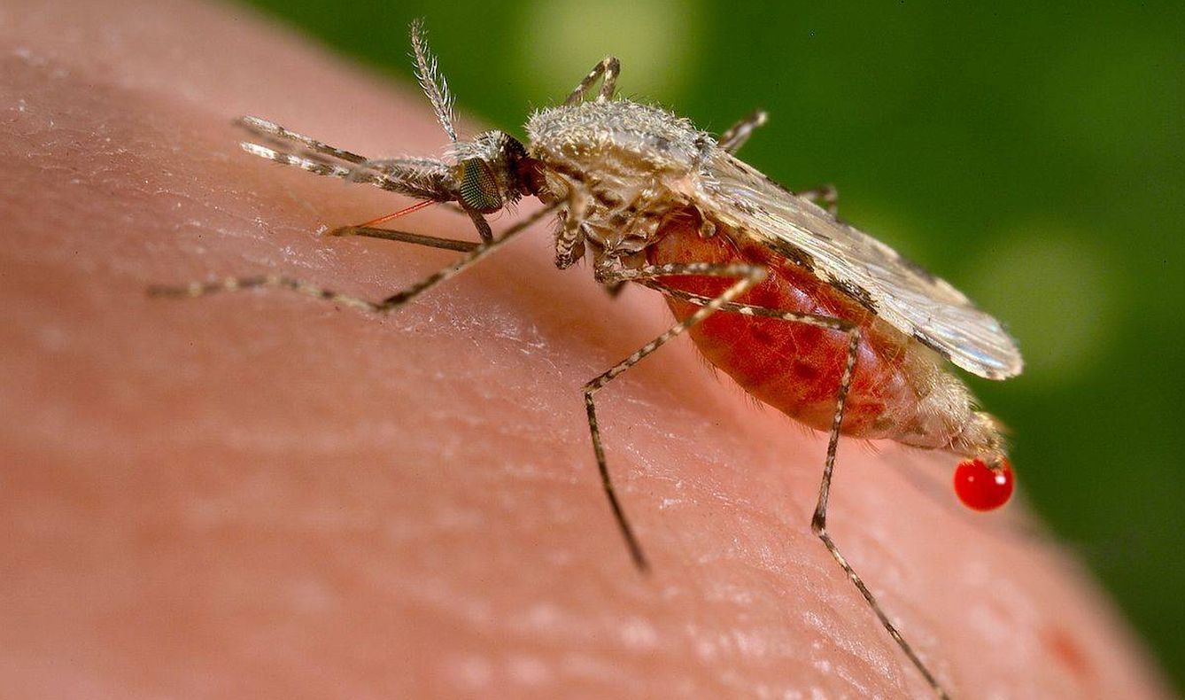 El mosquito ‘Anopheles’ es el culpable de la transmisión de la malaria. (Imagen: Wikipedia)