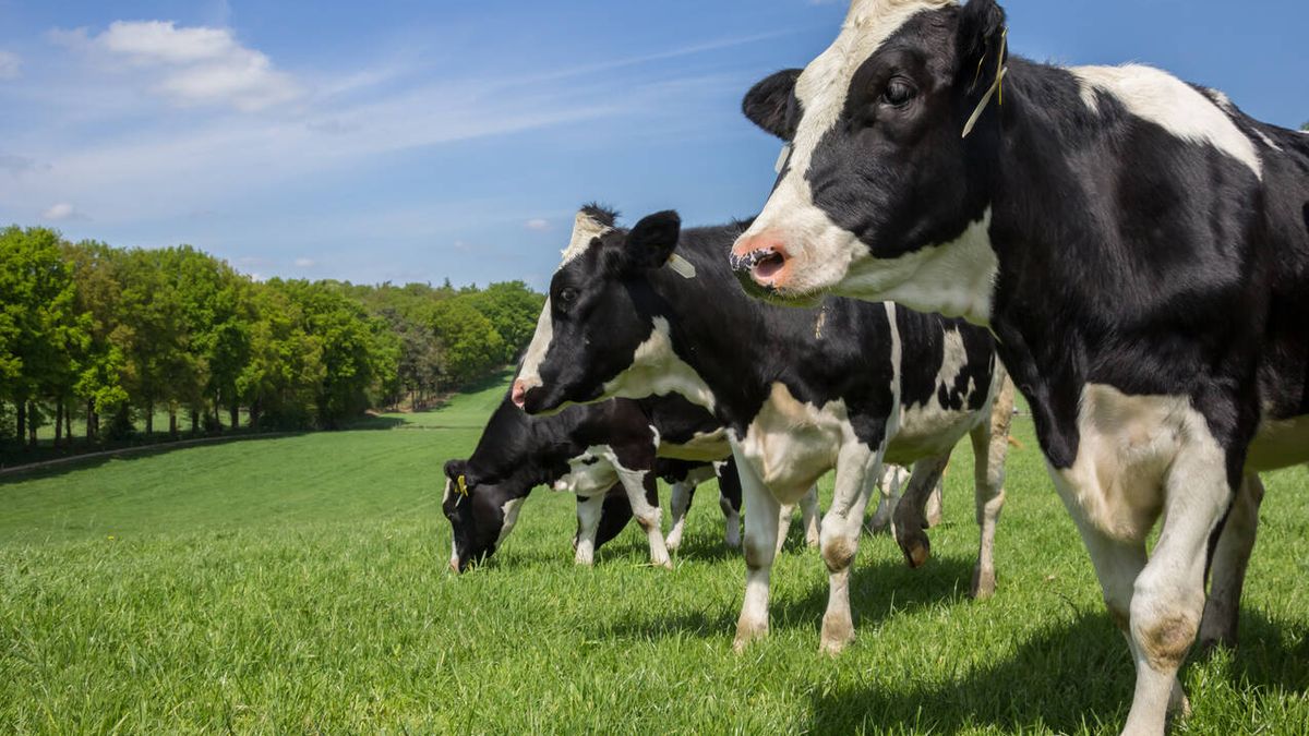 Fuego y leche: los incendios forestales afectan a las vacas lecheras más que a nosotros