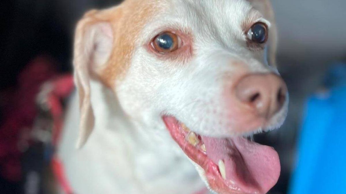 La triste historia (con final feliz) de una perra de 14 años abandonada en el aeropuerto