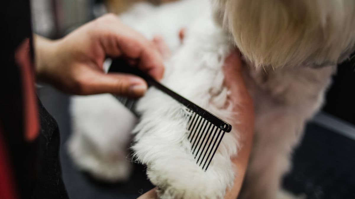 El truco (más que casero) de un peluquero canino para deshacer los nudos del pelo de tu perro