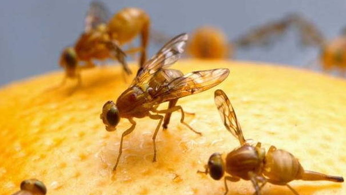 "Hackear" la maduración de insectos para evitar el Zika o el paludismo