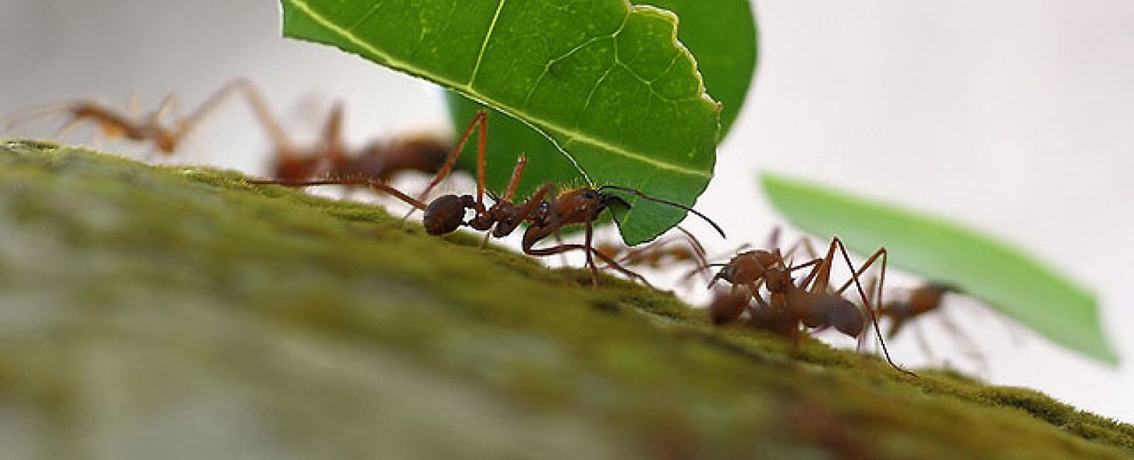 Foto: Las lecciones que las hormigas pueden dar a los ingenieros de 'teleco'