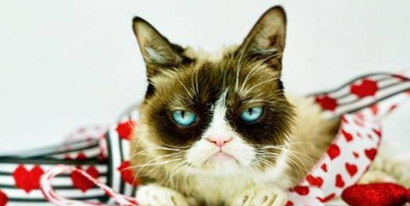 Grumpy Cat posa así de gruñona en su Instagram.