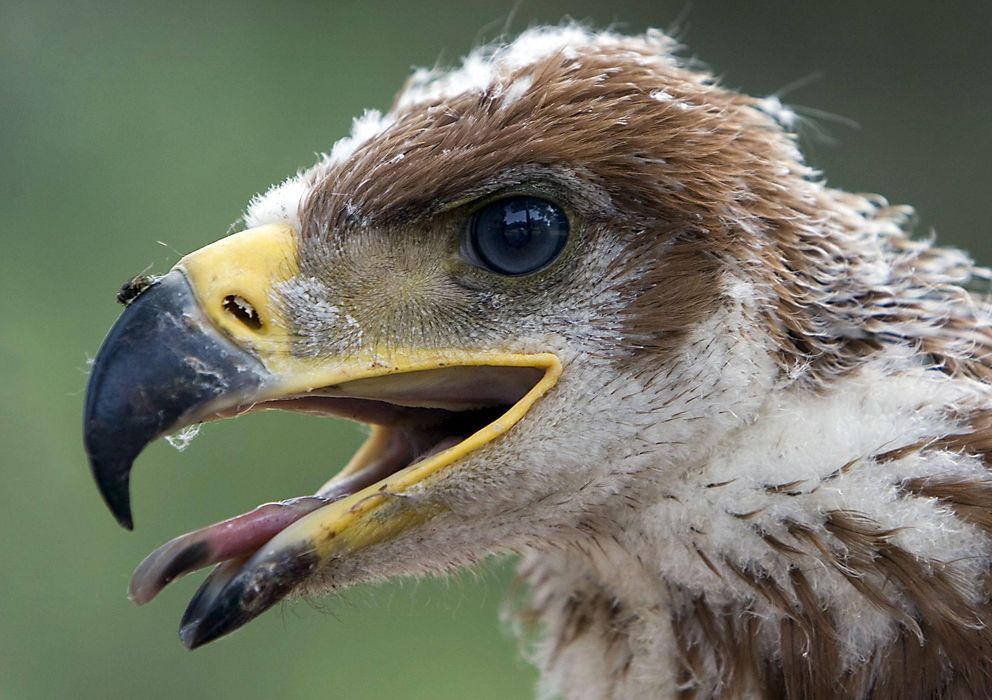 Foto: Pollo de águila imperial ibérica (EFE/Eduardo Abad)