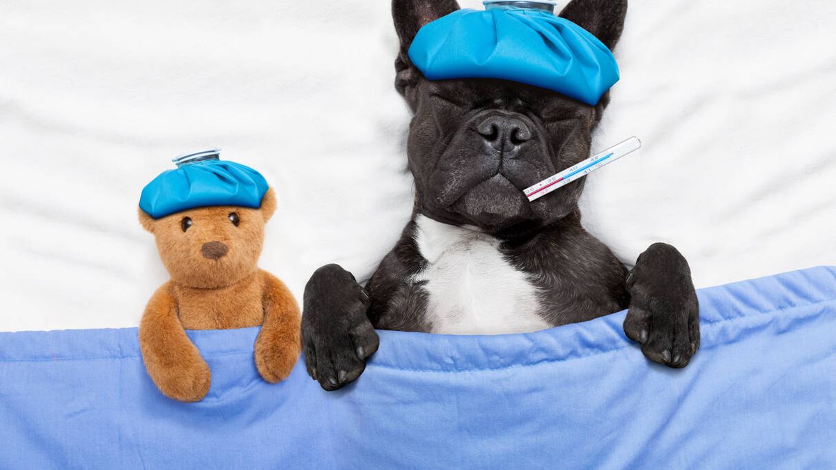 Cómo evitar que tu mascota se enferme en invierno: pautas para protegerle del frío