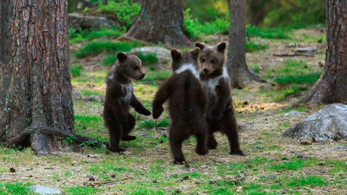 Un fotógrafo aficionado 'caza' a tres ositos bailando de pie en medio del bosque