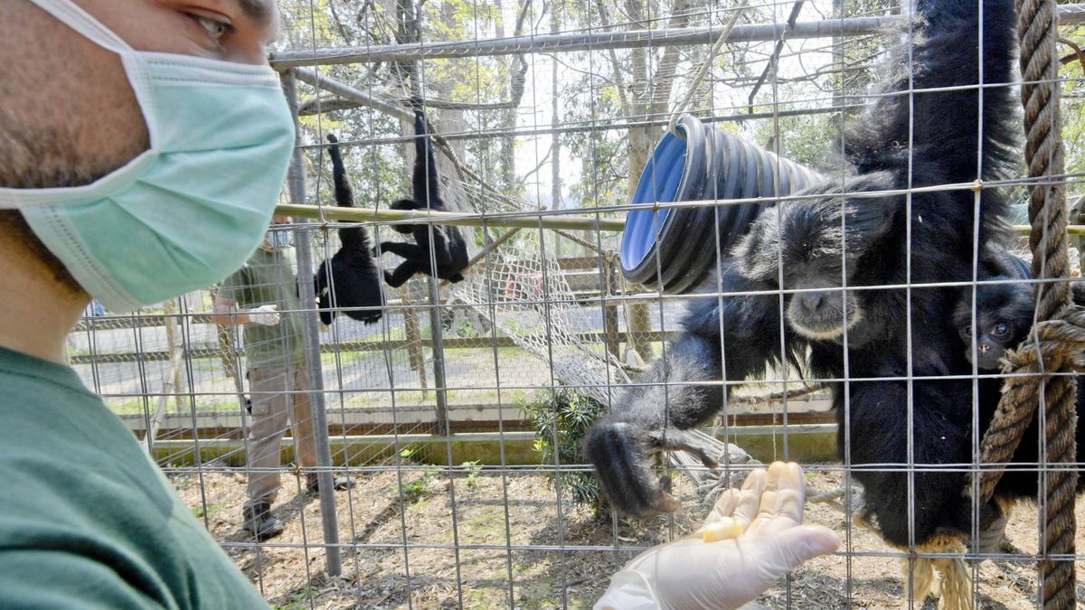 Un zoo alemán valora sacrificar animales para la supervivencia de otras especies