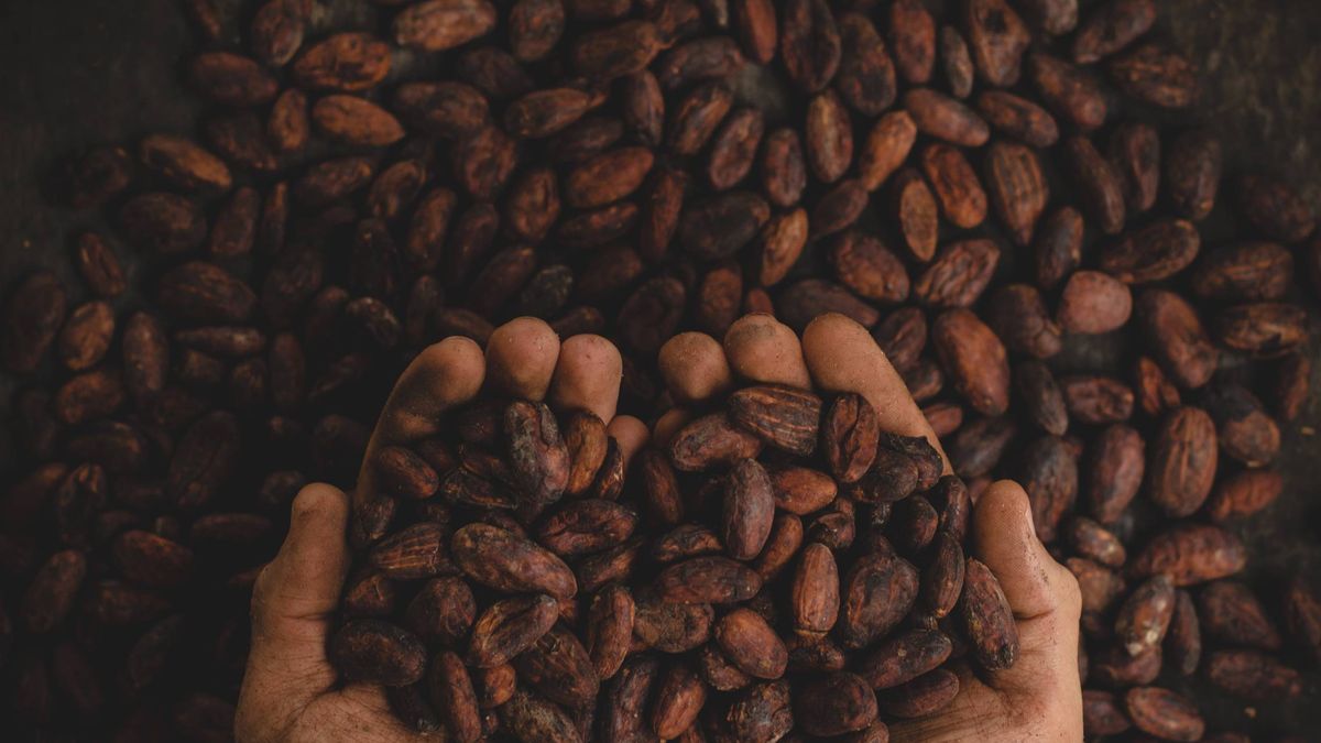 El chocolate y el cacao no son lo mismo: ¿cuál es mejor? 