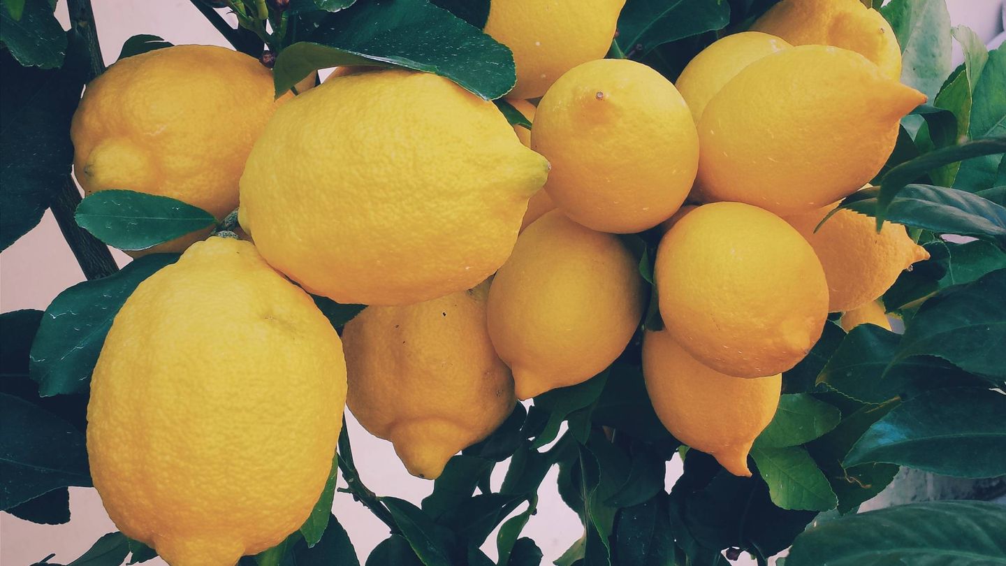 La dieta del limón aprovecha las propiedades de esta fruta. (Ernest Porzi para Unsplash)