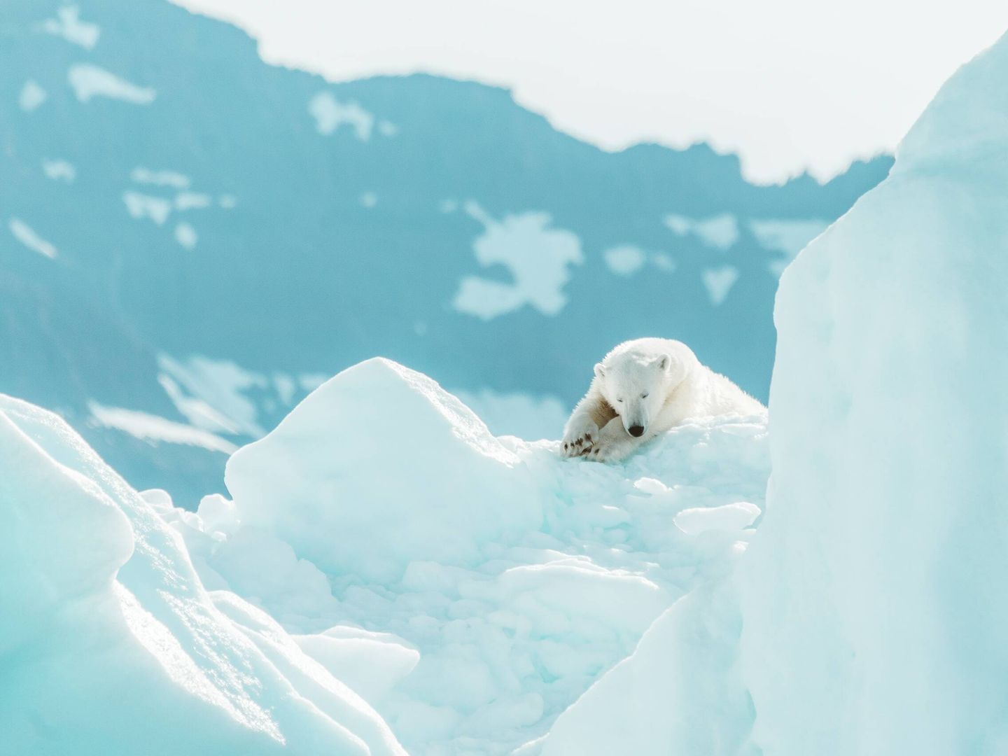 Un oso polar, una de las especies más amenazadas por el cambio climático. Foto: Unsplash