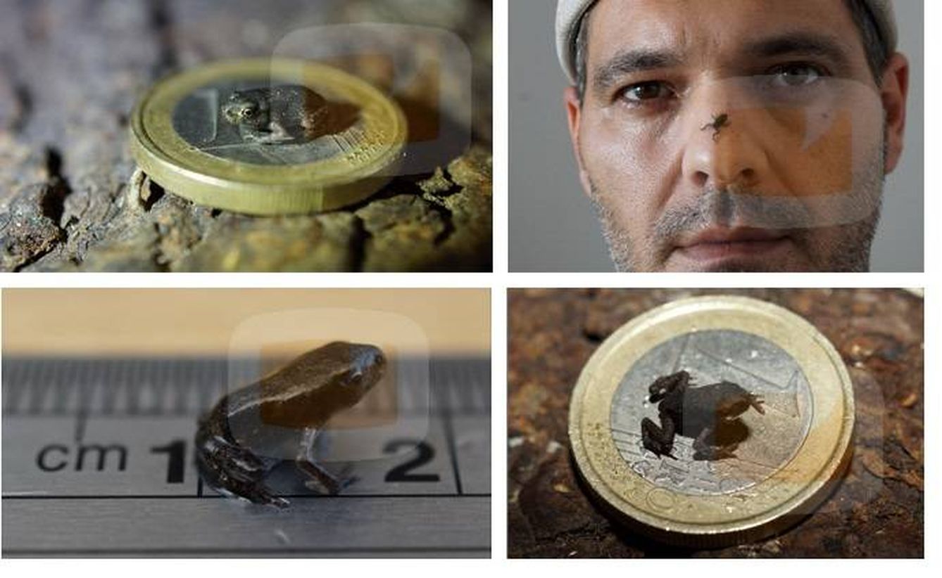 La supuesta rana más pequeña del mundo descubierta por Cuesta. (Fórmula TV)