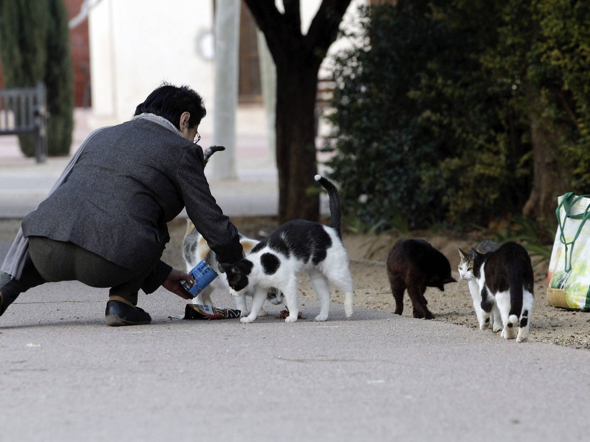 Foto: Una persona alimentando a unos gatos callejeros (EFE/JC Cárdenas)