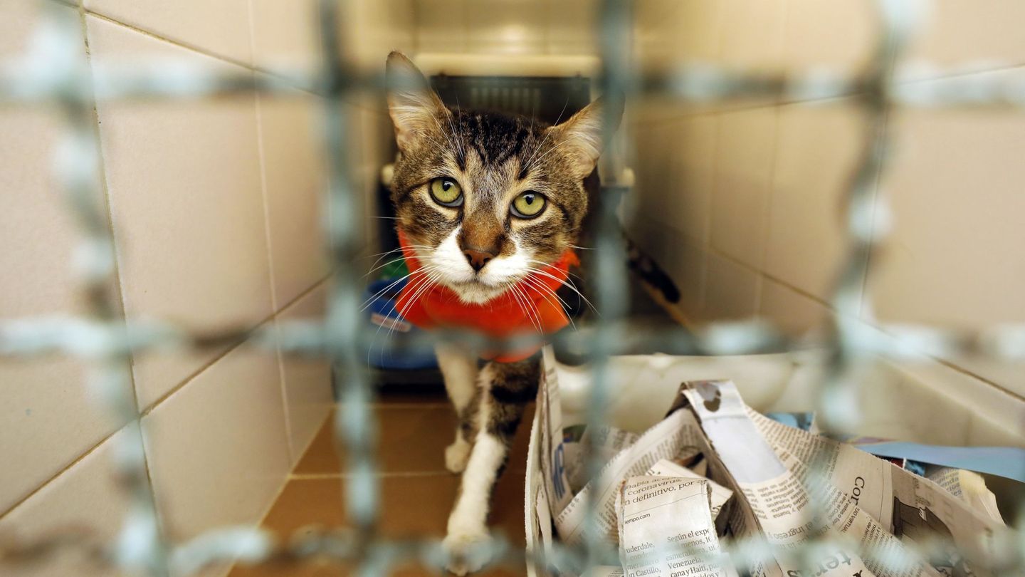 Un gato en un centro de acogida aguardando su adopción (EFE/M. Dueñas)